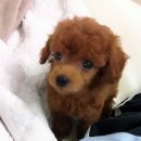 우리 똥강아지 이미지