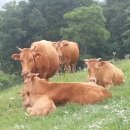 남산목장 이미지