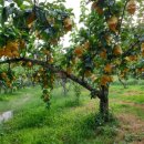 손해평가사 1차 - 재배학 및 원예작물학 이미지