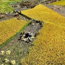 보고서: 중국 농업 부문의 친환경 발전 전망 이미지