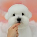 그루머 댄 이미지