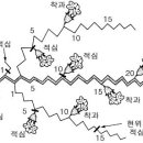270-3023 | 보우짱·아시아미니단(단호박) 재배기술