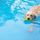 Tree Pet(트리펫) 이미지