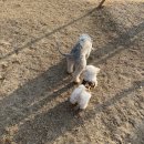 그루밍샵(grooming shop) | 이천 부발 무촌리에 위치한 반려동물 미용샵, 그루밍 107(Grooming 107) 내돈내산 대만족 후기!