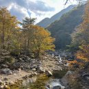 지리산 단풍비 | 지리산 뱀사골 단풍 실시간 현황 , 절정 시기는 언제?(탐방코스 추천)