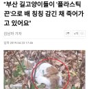 부산 길고양이들이 플라스틱 노끈으로 배가 칭칭 감긴 채 죽어가고 있어요 이미지