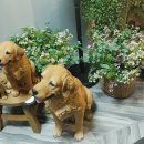 더드림하우스