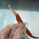 광성 | 속초 홍게 포장 맛집 포장 후기 광성홍게장군