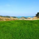 청산도봄 이미지