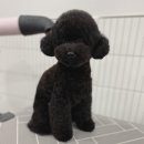 은봉애견 이미지