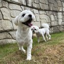 젤리뽀개린이집 이미지