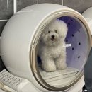 꼰띠고애견펜션 이미지