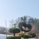 새힘