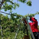 초아농원 이미지