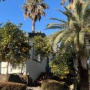 팜트리 빌리지 이미지