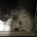 백년동물병원 이미지