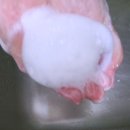 2023-04-0050 | [캣샤워 미유캣] 고양이 전용 스킨케어 캣샤워 미유캣 3종 후기 (샴푸, 미스트, 입욕제)