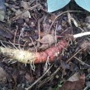 산약초와 산행 | 홍더덕 번식 후기