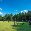 강아지숲 박물관 이미지