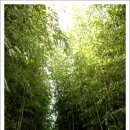 담양, 죽녹원의 대나무 숲길. 이미지
