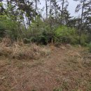 칠천도편백숲 이미지