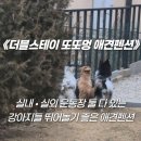 더블스테이 또또멍 애견펜션 이미지