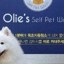 올리스 펫 호텔 이미지