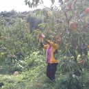 박철수농장 이미지