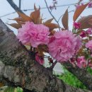 겹벚꽃 화사한 분홍꽃 이미지