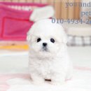 유앤미펫 고양이분양 강아지분양 인천본점 | 아기와 강아지 친밀감 형성 방법과 유앤미펫 강아지분양 고양이분양 인천본점