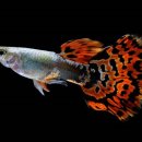 해운대물고기 이미지