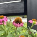 사촌(소공원) 이미지