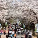 서울 어린이대공원 벚꽃 겹벚꽃 개화시기 서울 야외 데이트 갈만한곳 이미지