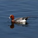 하천(유등천4) 이미지