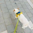 엘제이펫 이미지