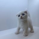 도그마루 강아지 고양이 양산화명점 이미지