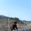 블루베리 거름을 주고서~~~~~~~^^ 이미지