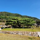 임천관아지 소나무 이미지