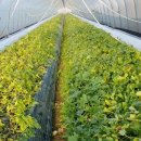 영태농장 이미지