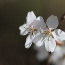 ＜해인사 산벚나무 인욕 보살＞해인사 갈 때마다 산기슭 듬직하게 서 있는 산벚나무를 만나면 두 손 모으네 이미지