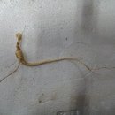 영심농장 이미지