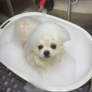 신정애견미용 이미지