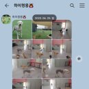 하이랑 애견유치원 이미지