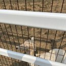 가좌사슴 이미지