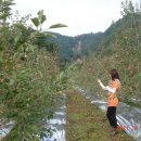 보람 농원 이미지