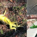 돌고래와펭귄 이미지