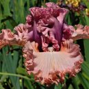 아이리스 이미지