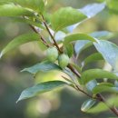 테라롯지 이미지