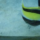 수조 | 🐠 오키나와 츄라우미 수족관 열대어 수조 후기