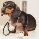 일산 클래식 동물병원 이미지